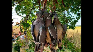 Охота на Вяхиря, видео с трёх охот, Pigeon Hunting 2020...#birdhunters