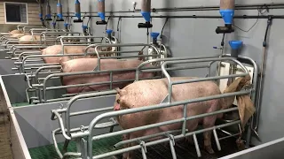 Modern Pig Farm With Innovative Technologies. The World's Leading Pig Processing Plant