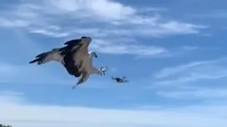 Drone é capturado por Águia!