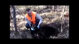 Spring Bear Hunt in Saskatchewan 2015