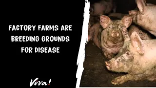 Factory Farms – A Breeding Ground for Disease