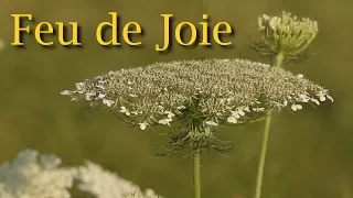 Feu de Joie (2018)