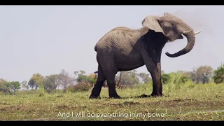 "Into the Okavango" Documentary Trailer