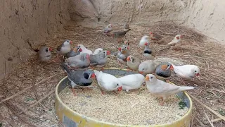 finches enjoying favorite seeds|finches best feed|finches colony video|zebra finches|#zebrafinches