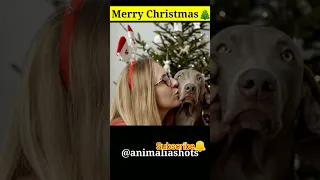 Dog 🐶 | Merry Christmas🎄☃️🎅🤶 🐶😍😍 Cute Puppy Shots😍 #shorts #youtubeshort