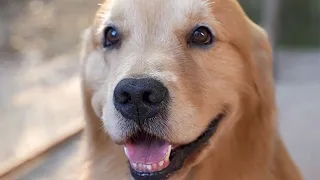 Luhu：Mom made ice powder for me and dad🐶🐶, it was so delicious!🥰🥰#dog #puppy #cute #vlog