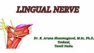 Lingual Nerve || Course || Area of supply || Surface Anatomy || Clinical Anatomy || Animated video