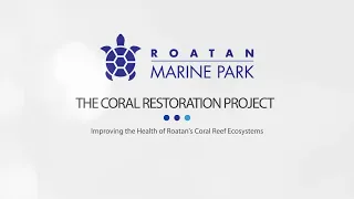 The Coral Reforestation Project Roatan