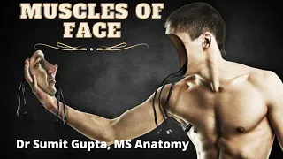 FACIAL MUSCLES