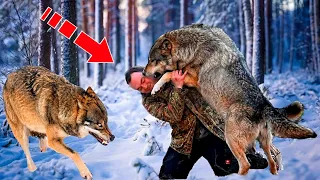 The wolves surrounded the wounded man. But then the incredible happened!