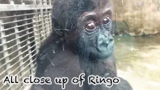 都是近看小金剛Ringo👶🏻🦍💕All close up of Ringo(Between baby to 3 years old)#金剛猩猩 #gorilla
