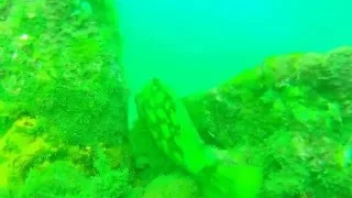 Scuba Dive Goa - Suzy's Wreck