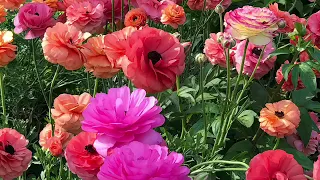 How I Grew these beautiful Ranunculus