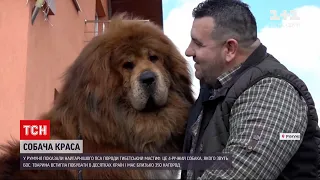 Новости мира: румынский пес породы тибетский мастиф стал самой красивой собакой в мире