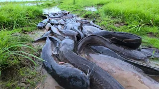 amazing fishing! catch a lot of fish under grass at field by hand a fisherman