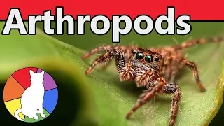 Arthropods | Animal Fact Files