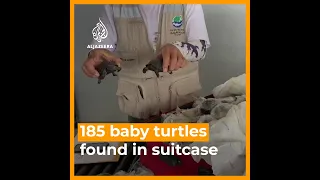 185 baby turtles seized at Galapagos airport | AJ #shorts