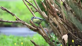 "Пташки весну чують"