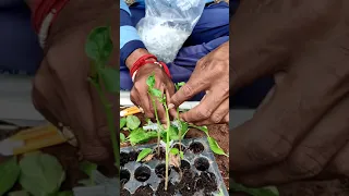 Grafting of Brinjal and Capsicum on  wild Brinjal (Solanum torvum)