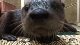 Otter Pups Start Eating Whole Food