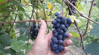 Сорт винограда Эфиоп