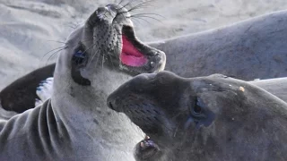 Cool facts about Elephant Seals (filmed near San Simeon, California) Mirunga