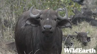 WildEarth - Sunset Safari - 07 Sep 2022