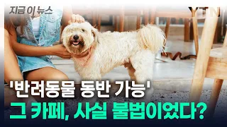 "반려견과 자주 갔는데…" '동반 가능' 불법이었다? [지금이뉴스] / YTN