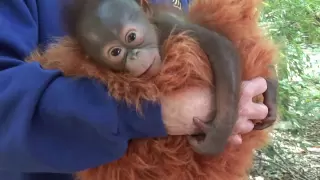 Baby Orangutan Born at the Houston Zoo