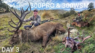 HUGE Free Range Red Stag Hunt 300PRC & Chocolate Fallow Buck 300WSM - DAY 3