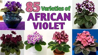 85 Rare African Violet Plant Varieties / African Violet Varieties identification/Plant and Planting