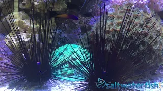 Diadema Urchin - saltwaterfish.com