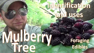 The Mulberry Tree  Uses and Identification (Survival Foraging)