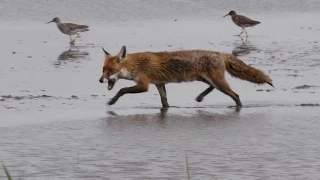 Fox takes Avocet eggs