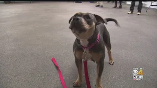 Owner Arrested After Video Appears To Show Disturbing Animal Abuse In New Bedford