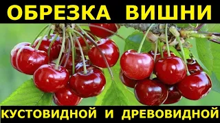 Подробно про обрезку вишни: древовидные и кустовидные сорта, их отличия и разный подход к обрезке