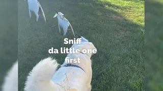 My Dog Meets a Goat For The First Time