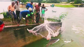 Wow!!!! Big Fishing Catching Video !!! Rohu Fishing In Ctala Fish Hunting !!! Cast Net Fishing