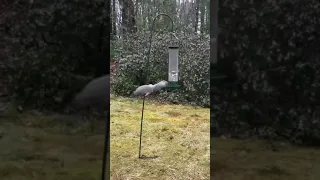 Squirrel and  a Bird feeder - Full Circle