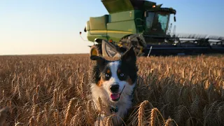 South Texas Wheat Harvest Is Winding Down