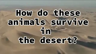 7 AMAZING HERBIVORE ANIMALS THAT LIVE IN THE DESERT
