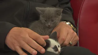 Midday Strays: Paul and Preston