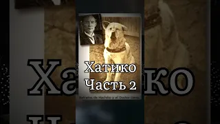 Настоящая история Хатико. Самого верного друга. Часть 2