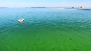 Florida: Hundreds of sharks captured on camera by drones