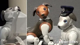 Aibo’s new updates in 2019