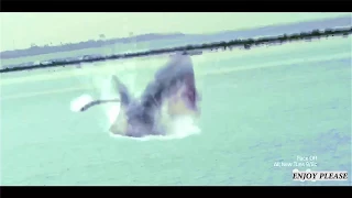 Whalewolf vs Sharktopus Fight Scene HD   Monster