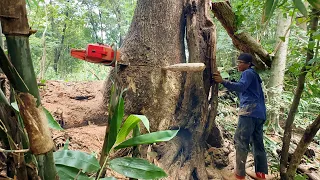 Woodcutting skills… Take down 2 huge trembesi trees, Husqvarna 3120xp.