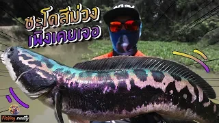 ( ปลาชะโดคลองตัวนี้ `สีม่วง` ) เพิ่งเคยเห็นครั้งแรกสวยมากๆ | fishing snakehead in thailand