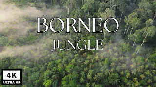 Borneo Jungle 4K - Amazing Tropical Rainforest In Asia | Scenic Relaxation  with Calming Music