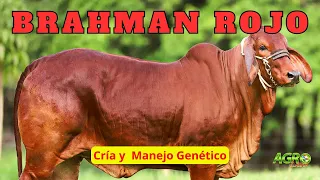 BRAHMAN ROJO "El mejor Ganado del Mundo"